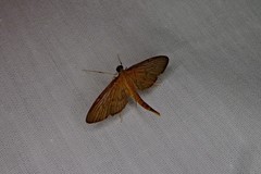 Hymenoptychis sordida