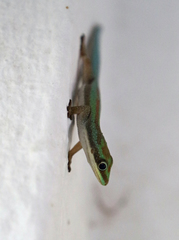 Phelsuma modesta leiogaster