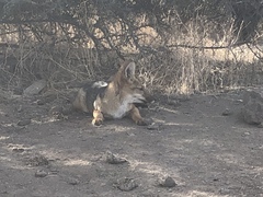 Lycalopex culpaeus culpaeus