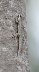 Phelsuma mutabilis