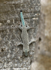 Phelsuma mutabilis