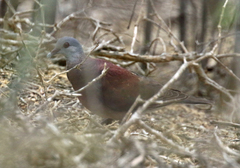 Nesoenas picturatus