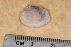 Irus crenatus