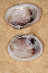 Irus crenatus
