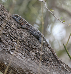 Oplurus cyclurus