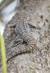 Oplurus cyclurus