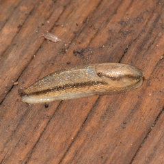 Arion fasciatus