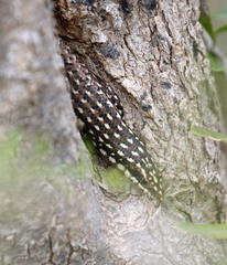 Trachylepis aureopunctata