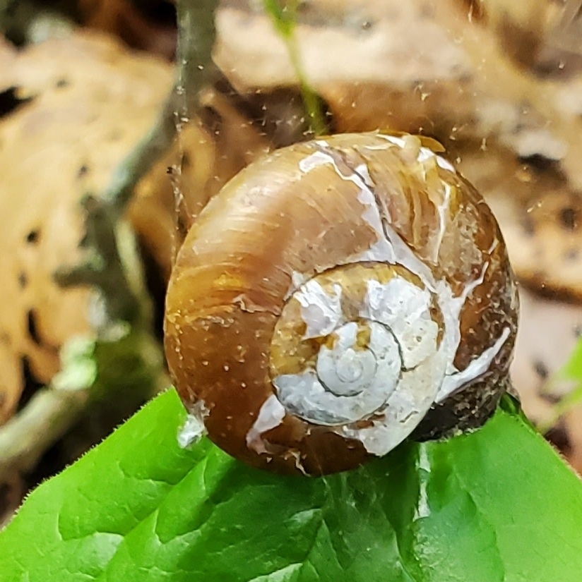 Copper Button Snail