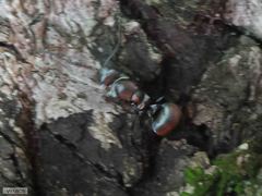 Polyrhachis schlueteri