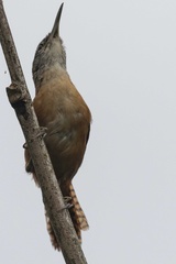 Cantorchilus longirostris