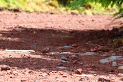 Motacilla cinerea patriciae