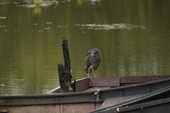 Nycticorax nycticorax obscurus