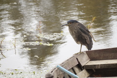 Nycticorax nycticorax obscurus