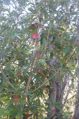 Photinia davidiana