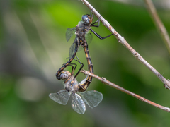 Epitheca petechialis