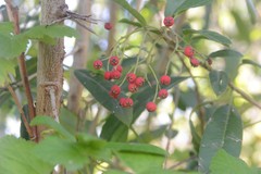 Photinia davidiana