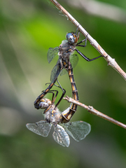 Epitheca petechialis