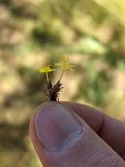 Leptosiphon acicularis