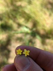 Leptosiphon acicularis