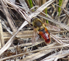 Polydontomyia curvipes
