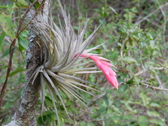 Tillandsia recurvifolia
