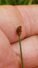 Eleocharis montevidensis