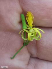 Grewia caffra