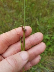 Eleocharis montevidensis