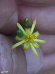 Grewia caffra