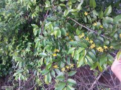 Grewia caffra