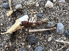 Pogonomyrmex occidentalis