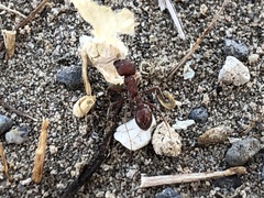 Pogonomyrmex occidentalis