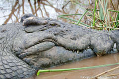 Crocodylus niloticus