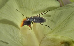 Podonta atrata