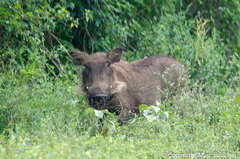 Phacochoerus africanus