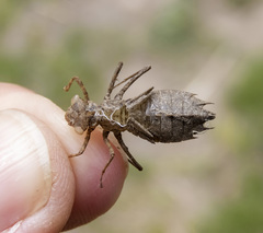Leucorrhinia intacta