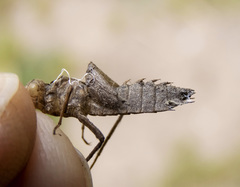 Leucorrhinia intacta