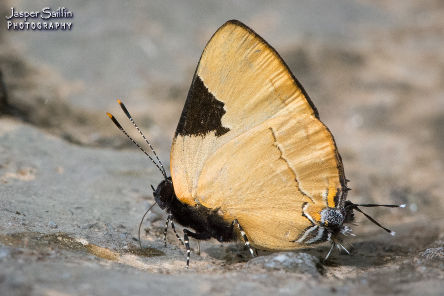 Calycopis wolfii