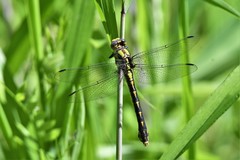 Ophiogomphus susbehcha
