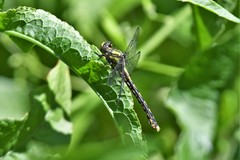 Ophiogomphus susbehcha