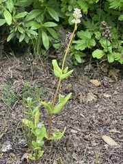Plectritis congesta brachystemon
