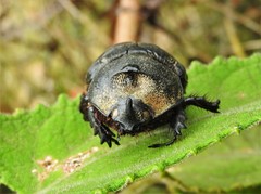 Heterogomphus ulysses