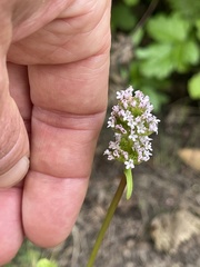 Plectritis congesta brachystemon