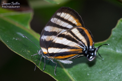 Arawacus separata