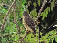 Rupornis magnirostris