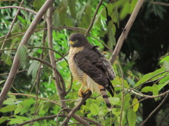 Rupornis magnirostris