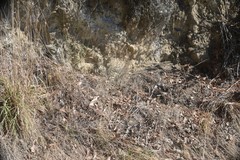 Senecio quadridentatus