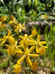 Triteleia ixioides