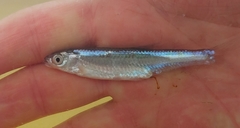 Notropis atherinoides